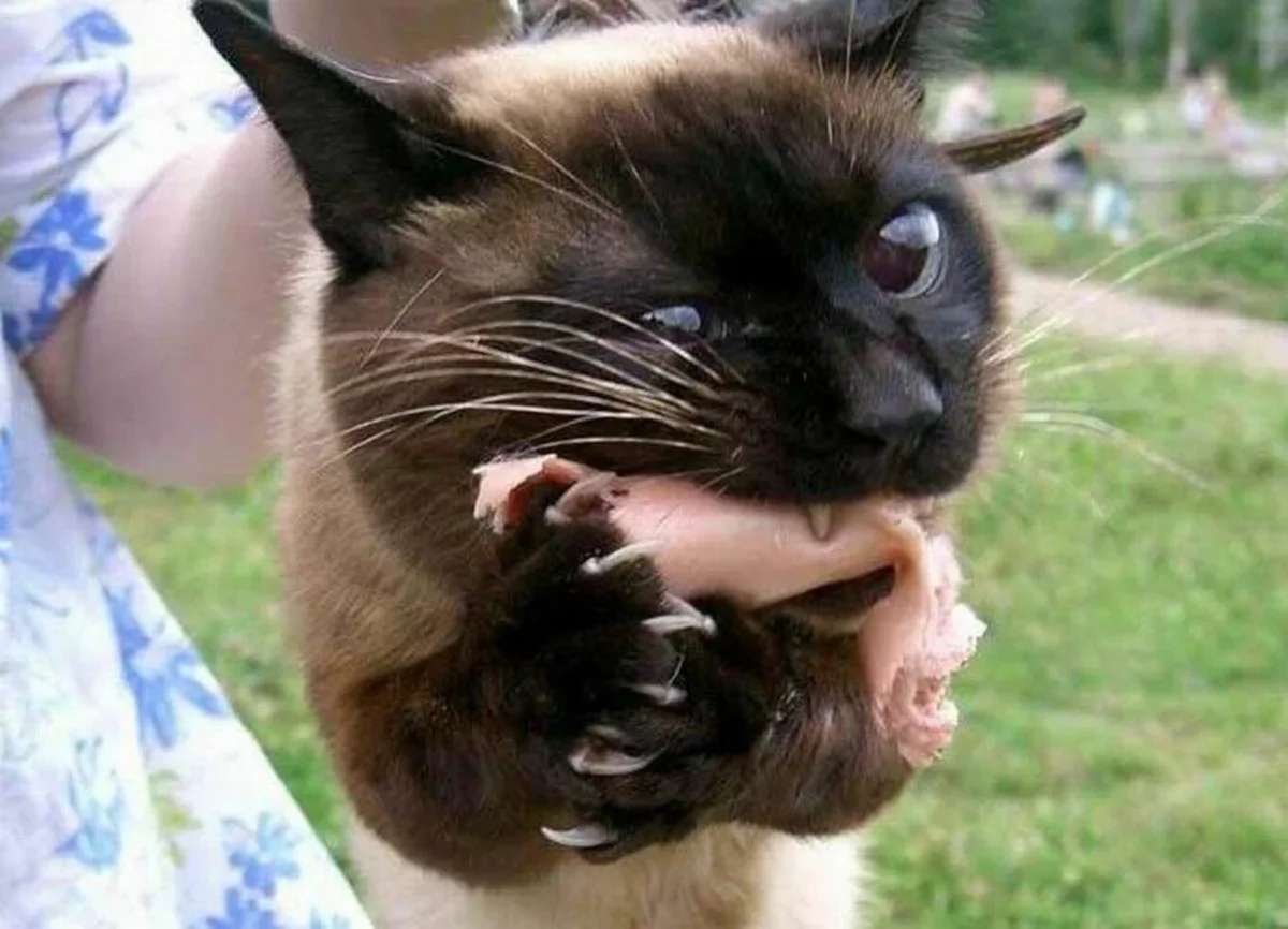 Cute Thieves (17 pics) Cute Thieves (17 pics)