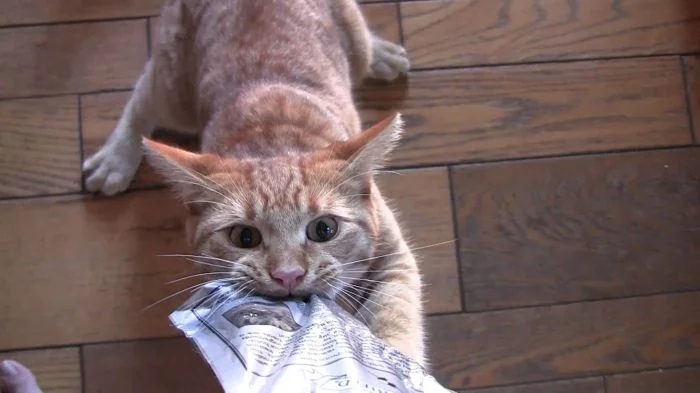 Cute Thieves (17 pics) Cute Thieves (17 pics)