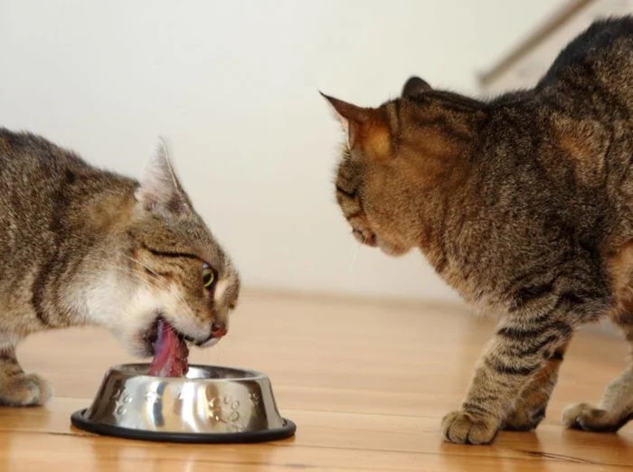 Cute Thieves (17 pics) Cute Thieves (17 pics)