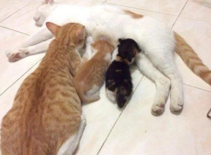 Cute Thieves (17 pics) Cute Thieves (17 pics)