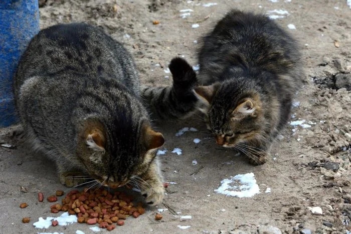 Cute Thieves (17 pics) Cute Thieves (17 pics)