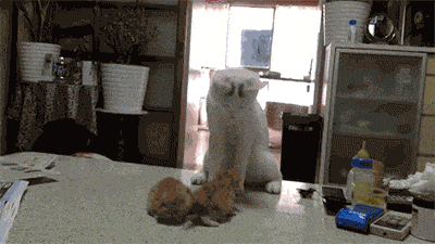 Acid GIFs, May 18 (25 gifs)