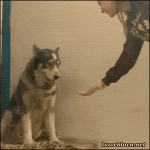 Acid GIFs, May 18 (25 gifs)