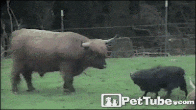 Acid GIFs, May 18 (25 gifs)