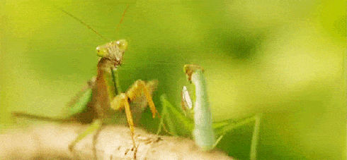 Acid GIFs, May 18 (25 gifs)
