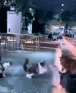 Acid GIFs, May 20 (25 gifs)