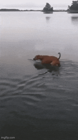Acid GIFs, May 20 (25 gifs)