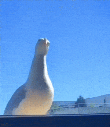 Acid GIFs, May 20 (25 gifs)