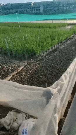 Acid GIFs, May 20 (25 gifs)