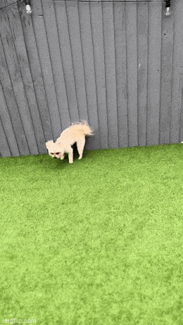 Acid GIFs, May 19 (25 gifs)