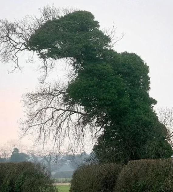 This Is Pareidolia (25 pics)