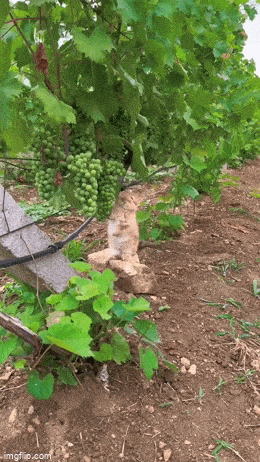 Acid GIFs, May 21 (25 gifs)