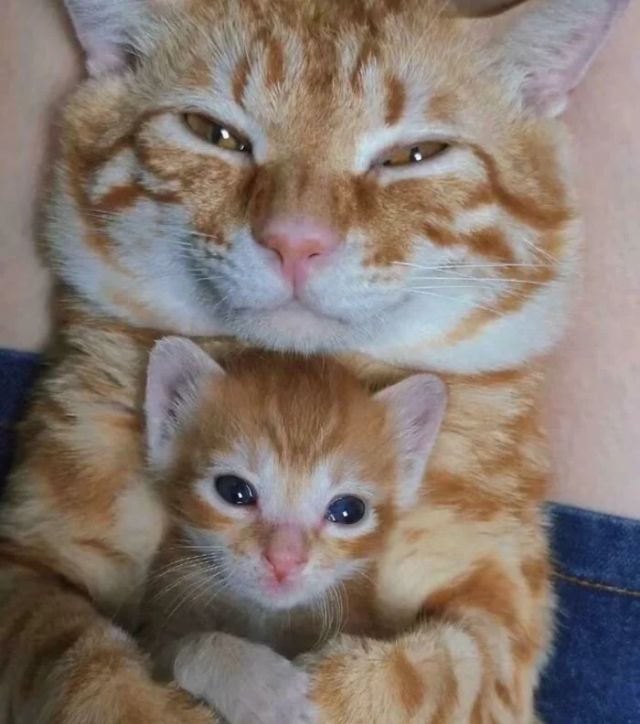 Cute And Funny Cats (25 pics)