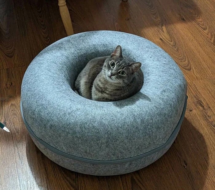 Cute And Funny Cats (25 pics)