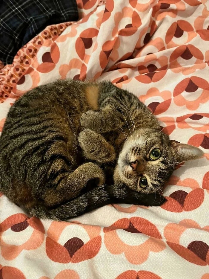 Cute And Funny Cats (25 pics)