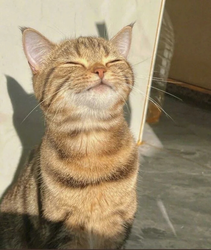 Cute And Funny Cats (25 pics)
