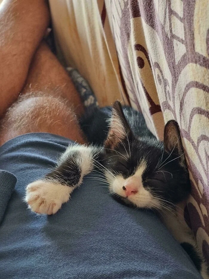Cute And Funny Cats (25 pics)