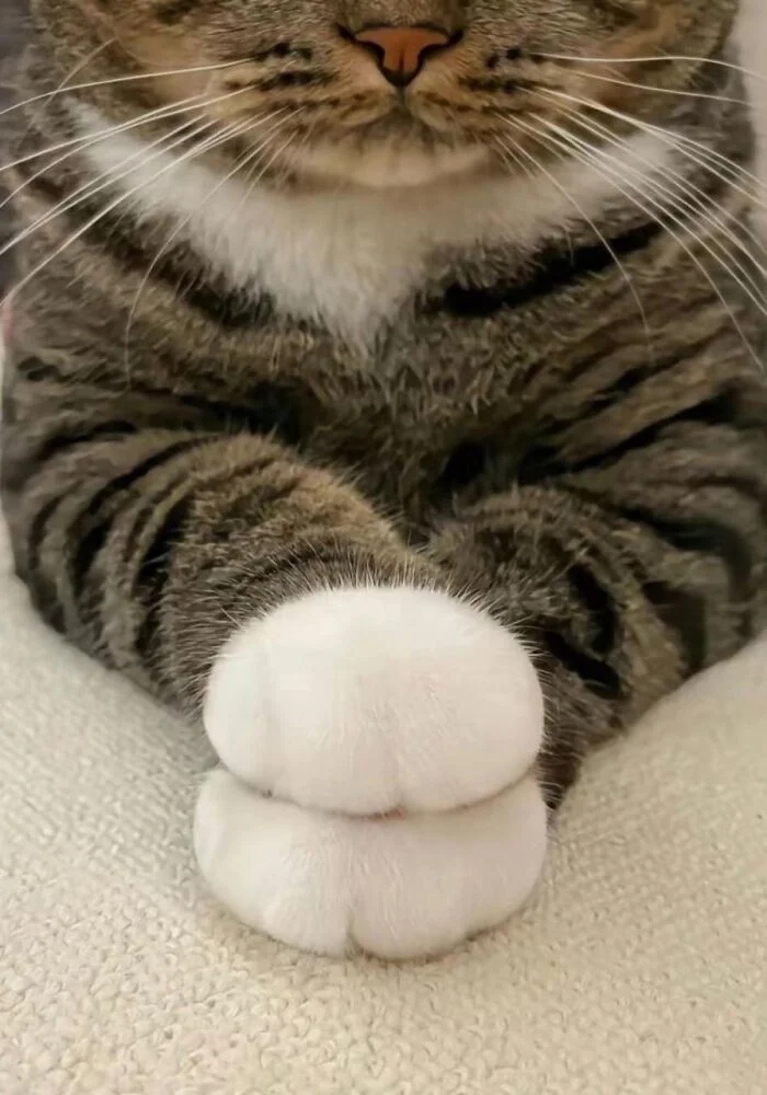 Cute And Funny Cats (25 pics)