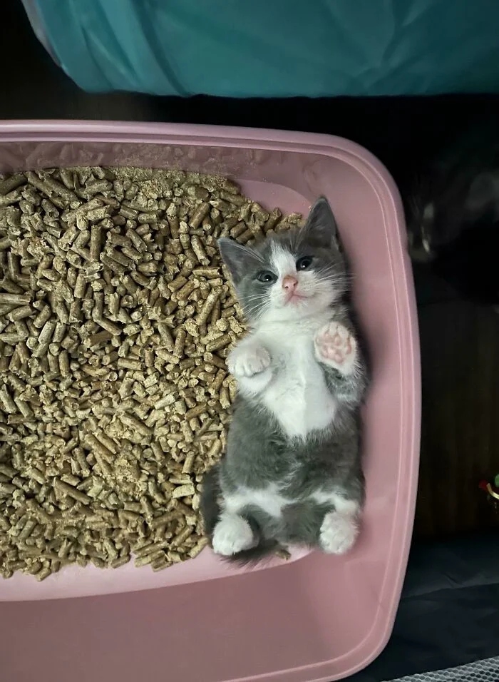 Cute And Funny Cats (25 pics)