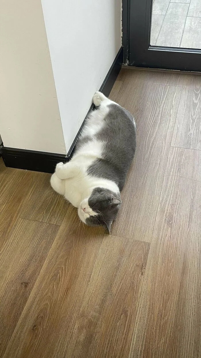 Cute And Funny Cats (25 pics)
