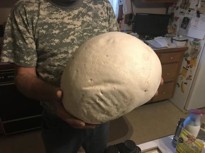 Giant Things (15 pics)
