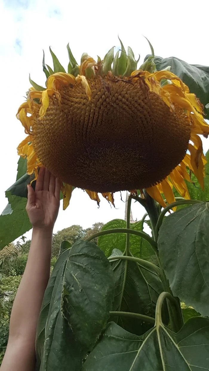 Giant Things (15 pics)