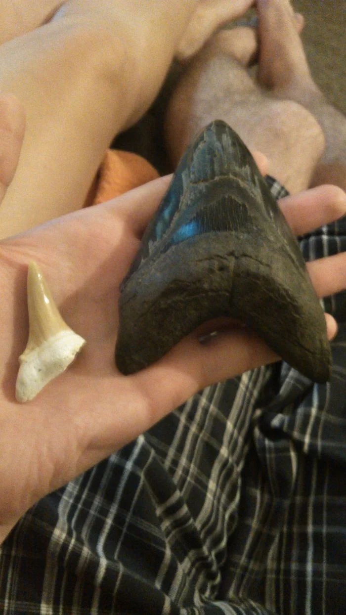 Giant Things (15 pics)