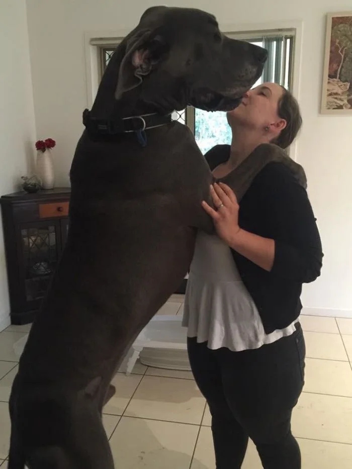 Giant Things (15 pics)