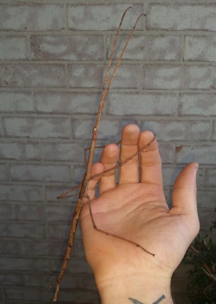 Giant Things (15 pics)