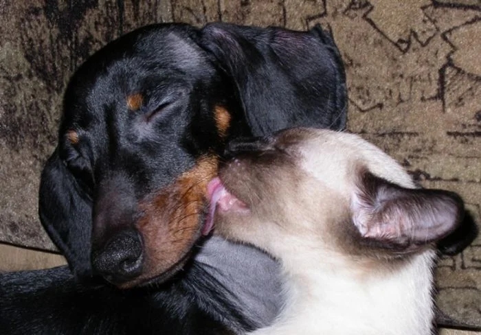 Amazing Friendship (23 pics)