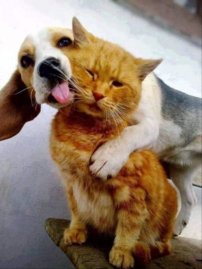 Amazing Friendship (23 pics)