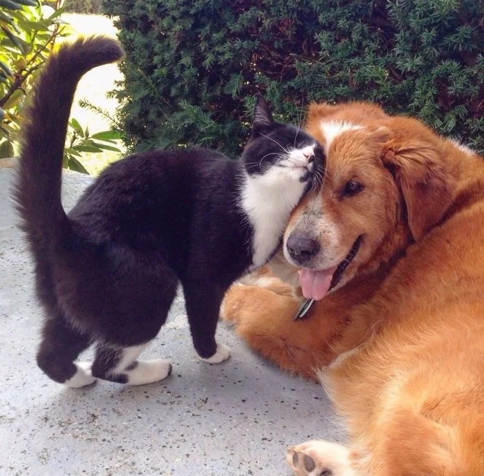 Amazing Friendship (23 pics)