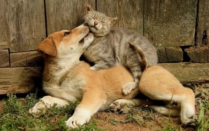 Amazing Friendship (23 pics)