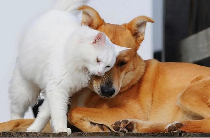 Amazing Friendship (23 pics)