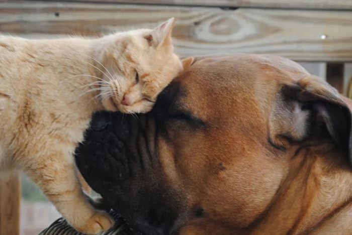 Amazing Friendship (23 pics)