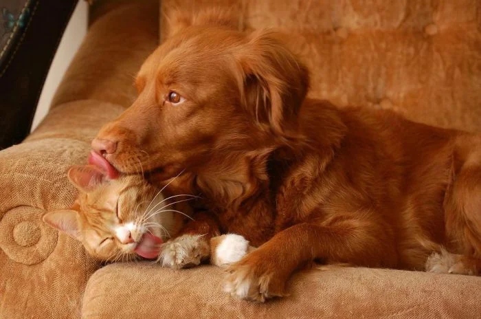 Amazing Friendship (23 pics)