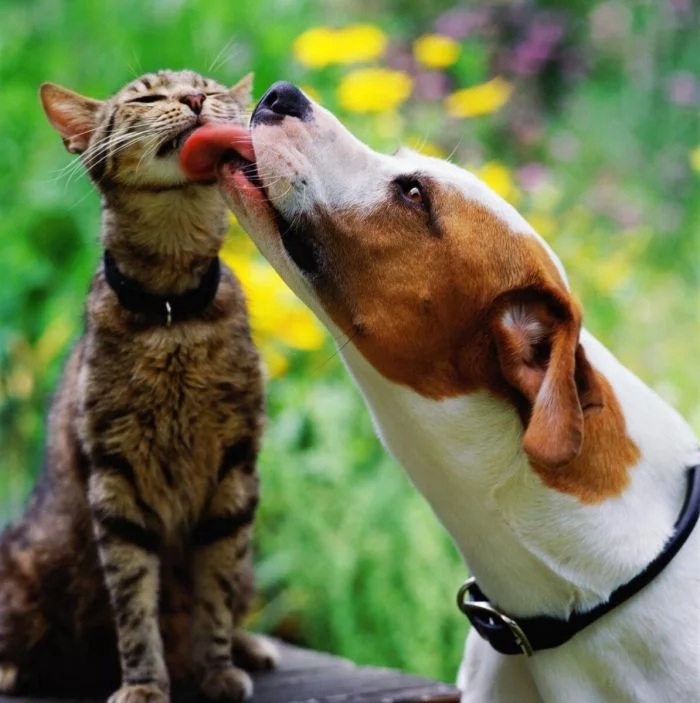 Amazing Friendship (23 pics)