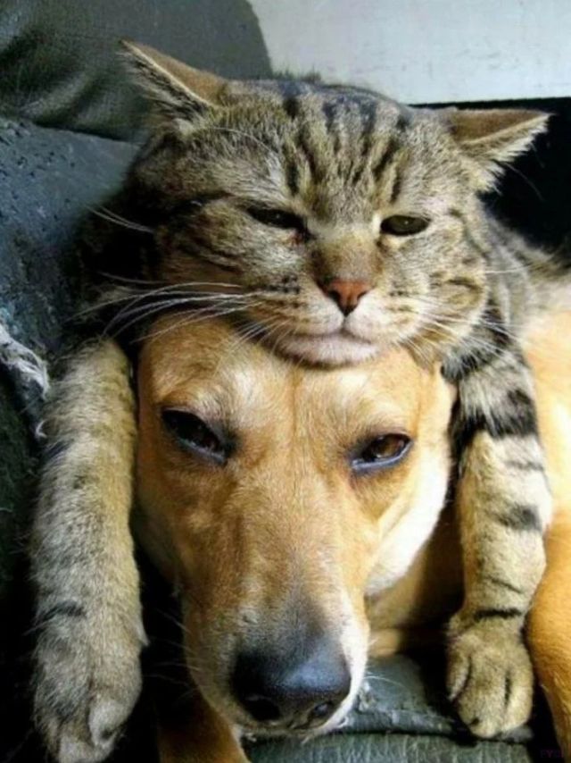 Amazing Friendship (23 pics)