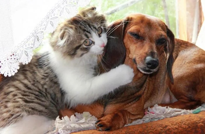 Amazing Friendship (23 pics)