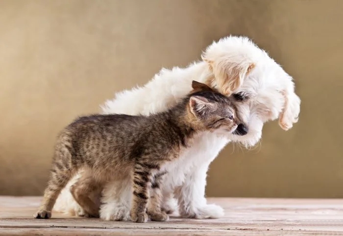 Amazing Friendship (23 pics)