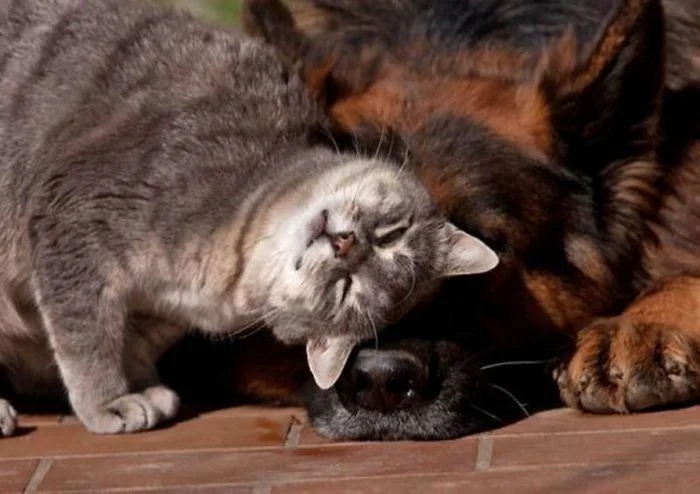 Amazing Friendship (23 pics)