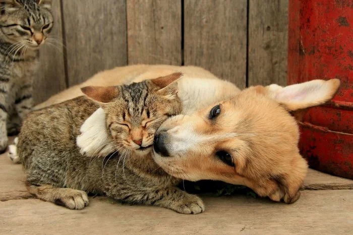 Amazing Friendship (23 pics)
