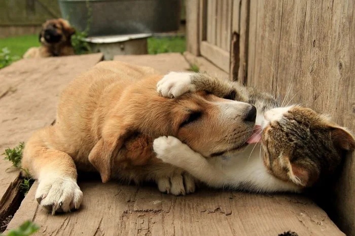 Amazing Friendship (23 pics)
