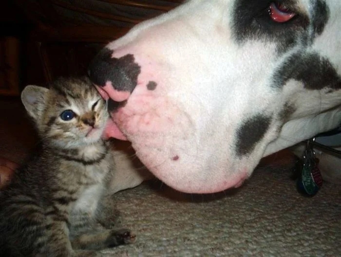 Amazing Friendship (23 pics)