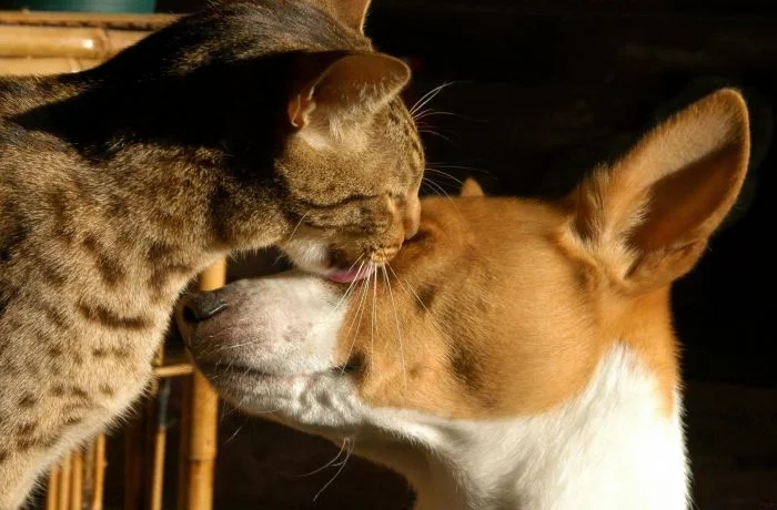 Amazing Friendship (23 pics)
