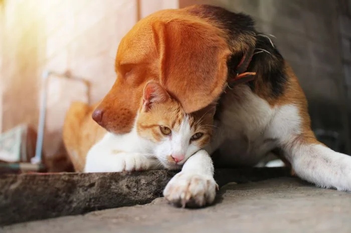 Amazing Friendship (23 pics)