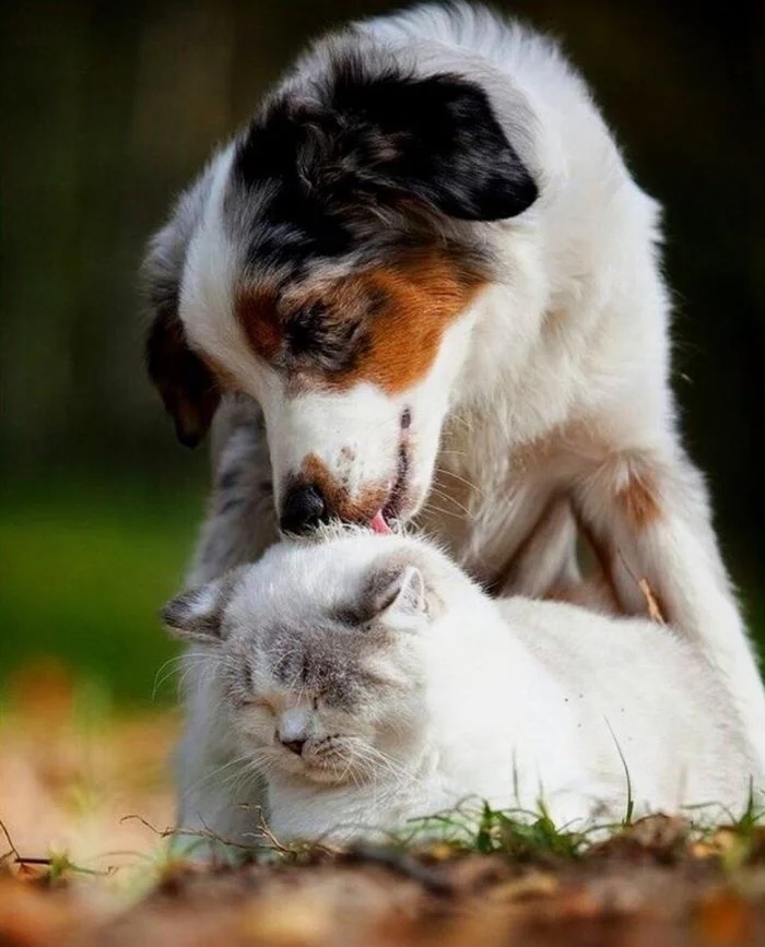 Amazing Friendship (23 pics)