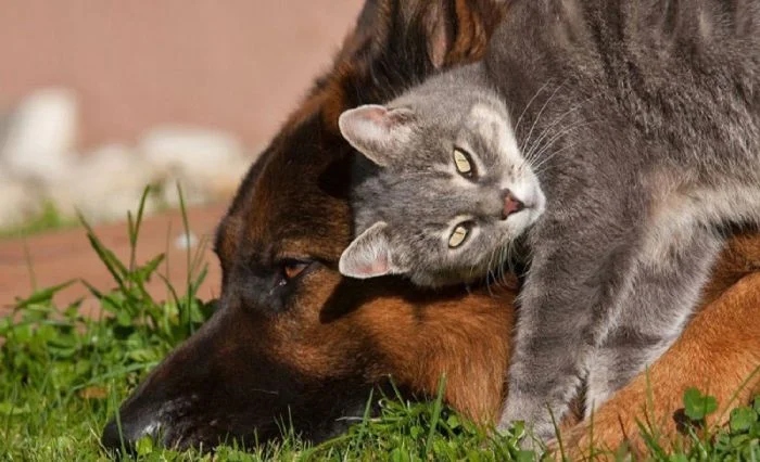 Amazing Friendship (23 pics)