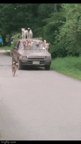 Acid GIFs, May 25 (25 gifs)
