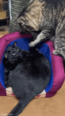 Acid GIFs, May 25 (25 gifs)